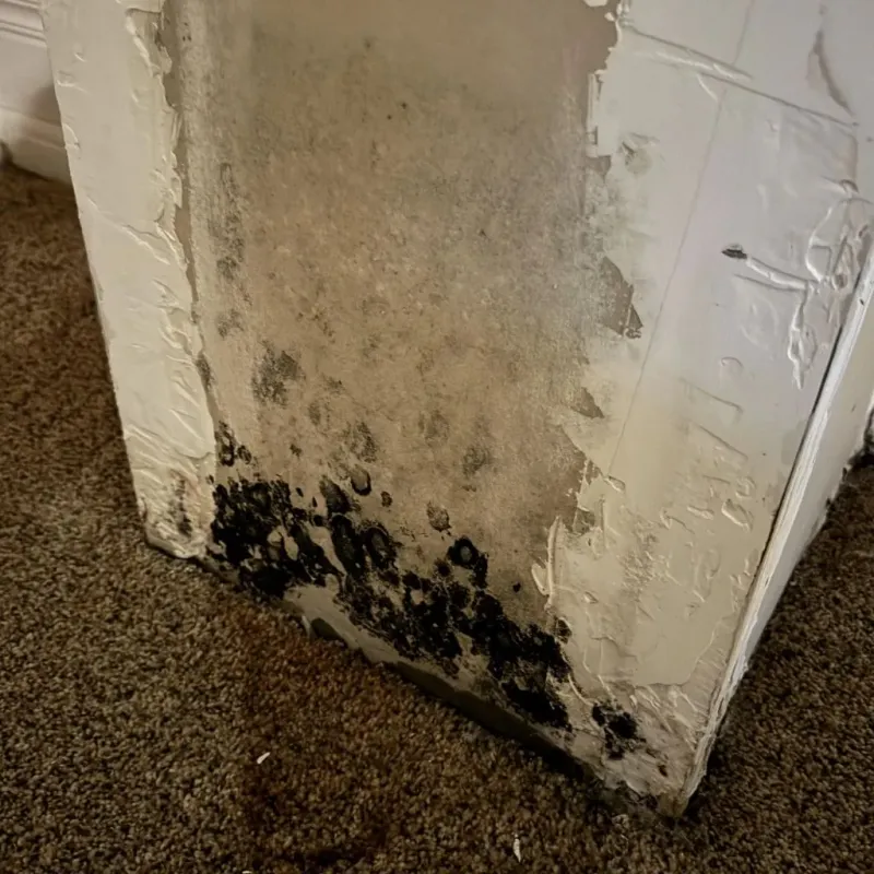 Professional Mold Removal in Rainelle, WV